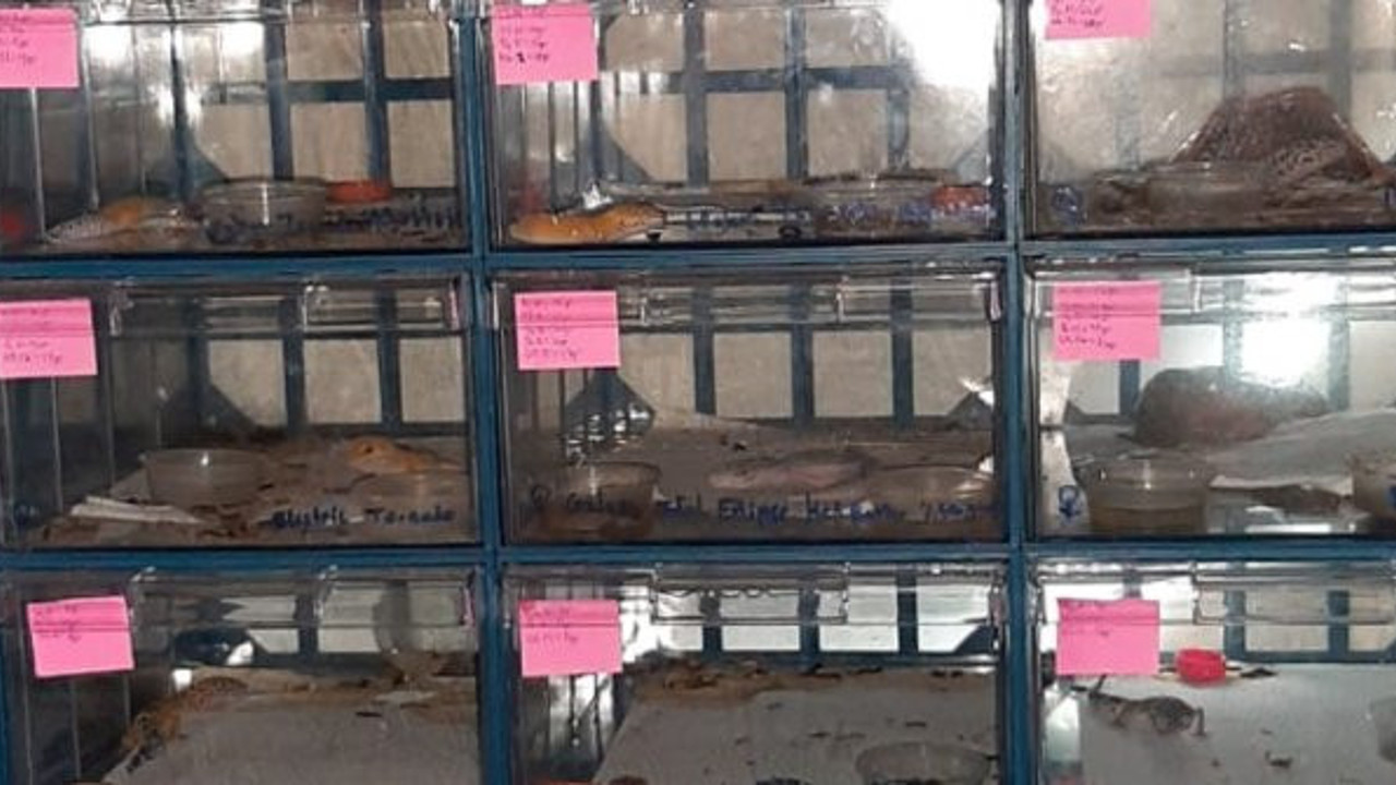 Evinden çıkanlar şaşkına çevirdi, polis baskınında ortaya çıktı