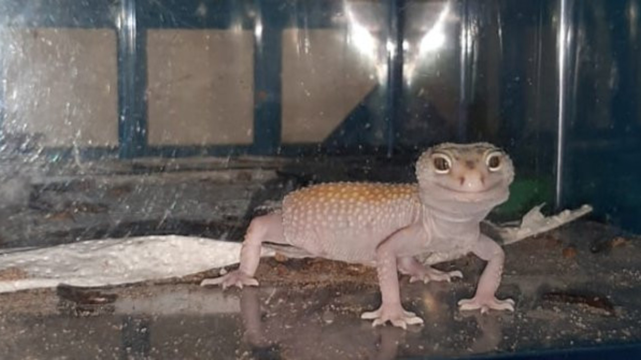 Hayvanat bahçesi gibi evi polis bastı