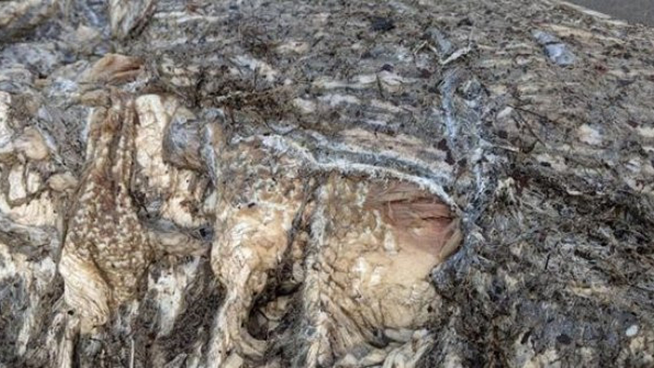 Denizden gelen gizemli yaratık hayrete düşürdü. Uzmanlar bile ne olduğundan emin değil