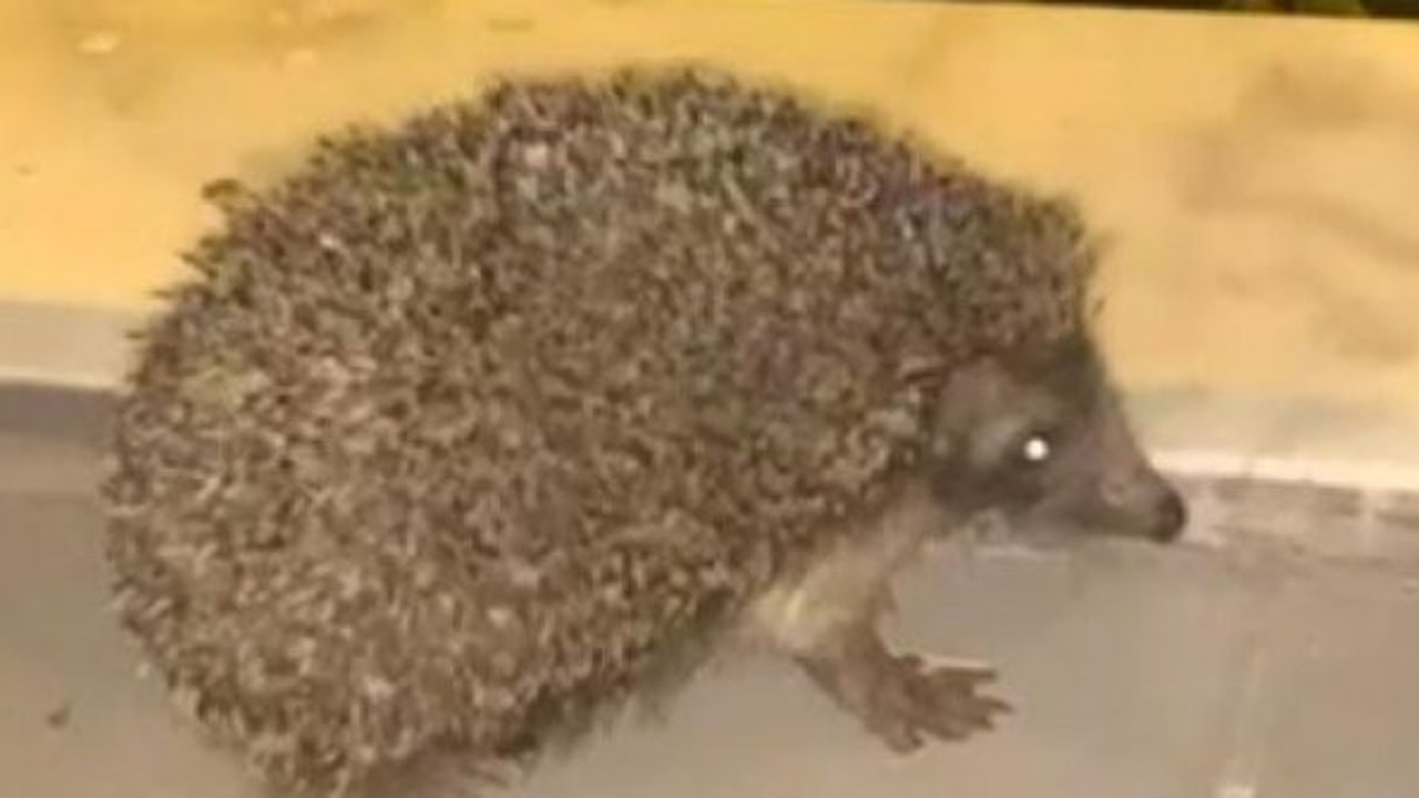 Kirpi hapur hupur yedi kedi baka kaldı