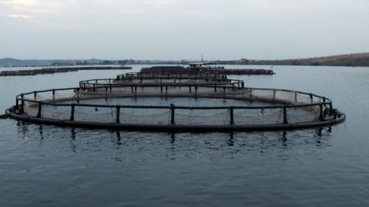 Türkiye'de üretiliyor, yurtdışına tonlarla satılıyor. Kapış kapış gidiyor