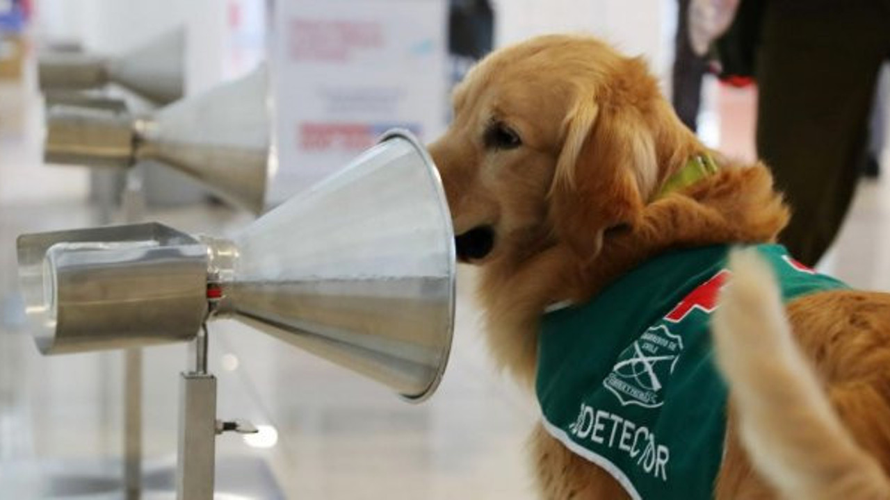 Kokluyor, havlıyor, sen kansersin diyor. Hastalıkların hepsini tek tek biliyor. Herkes bu cins köpeklerin peşinde