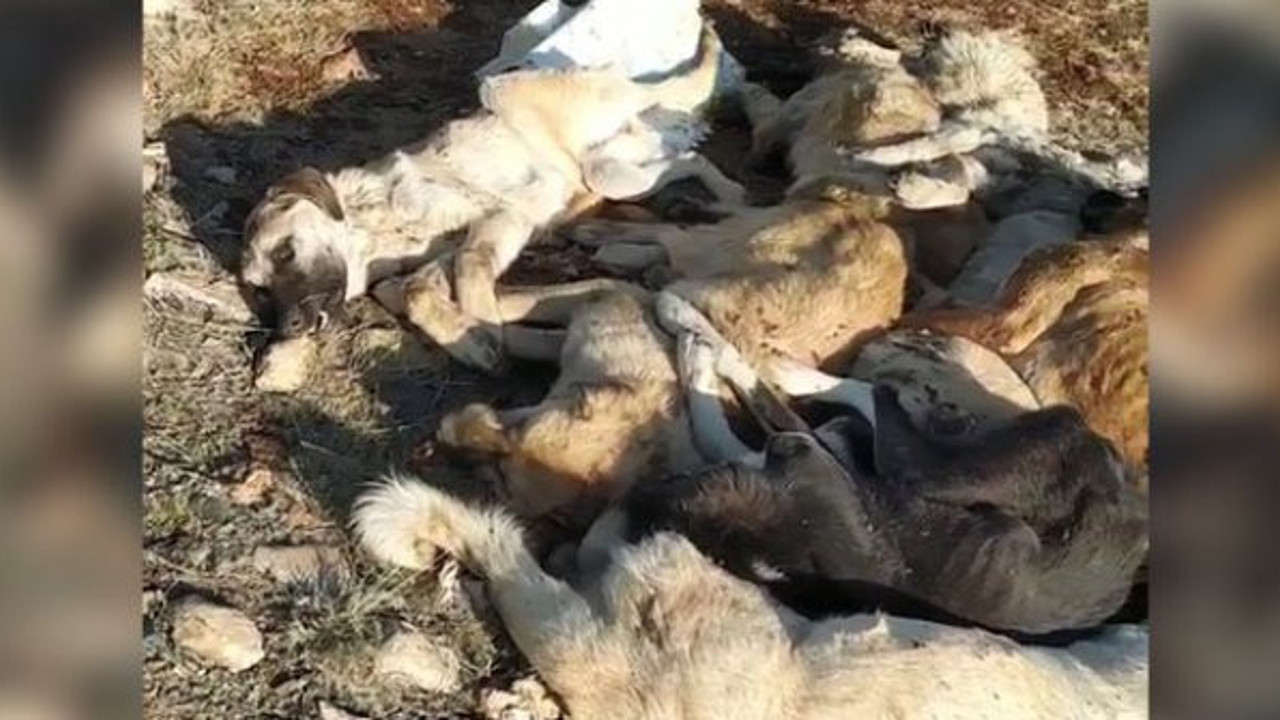 29 köpek baygın bulundu
