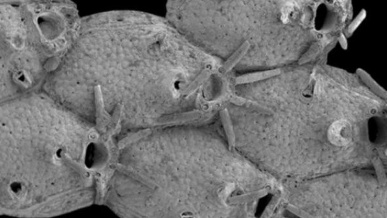 Derinliklerde gizlenen devasa canlı türleri bulundu. Bilim insanları uyarı üzerine uyarıda bulundu