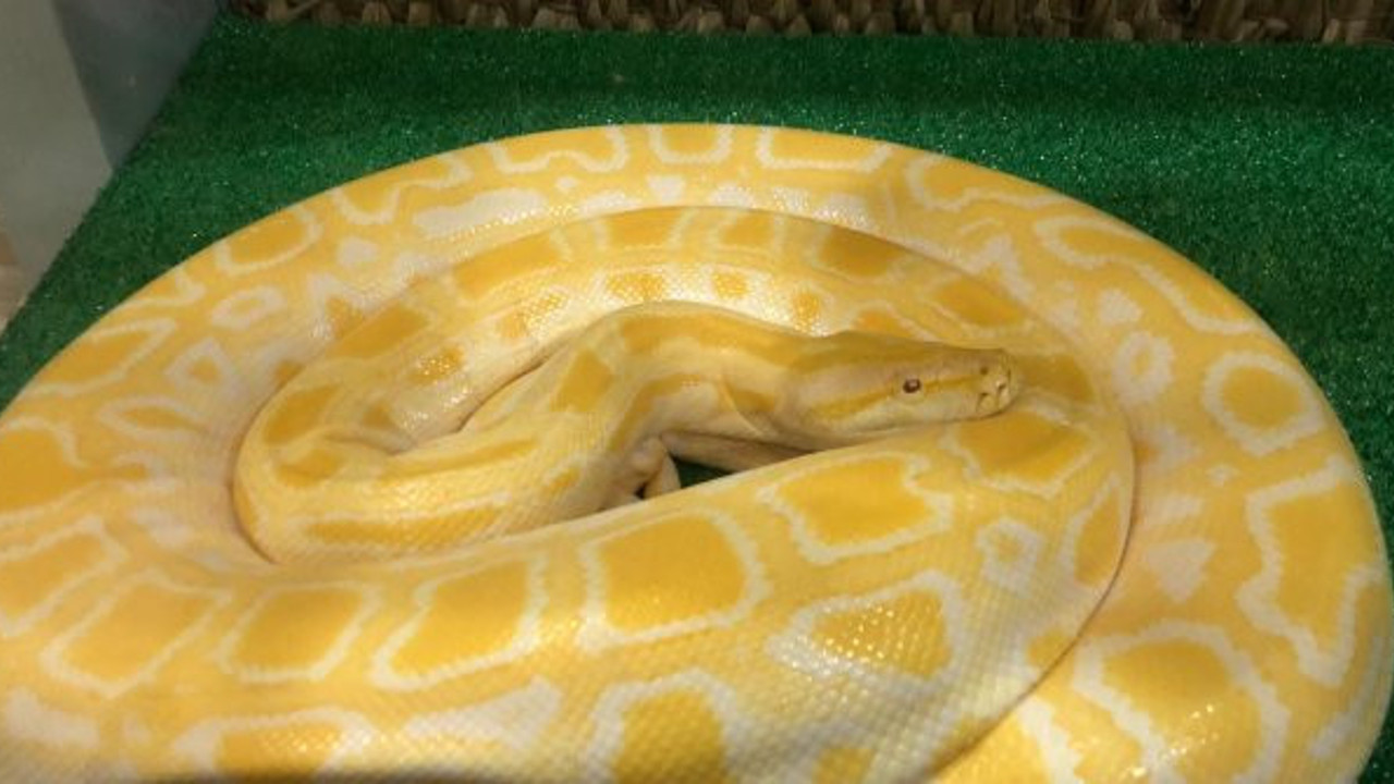 İstanbul'da polis 3 metrelik piton buldu. Ticaretini yapan her yerde aranıyor