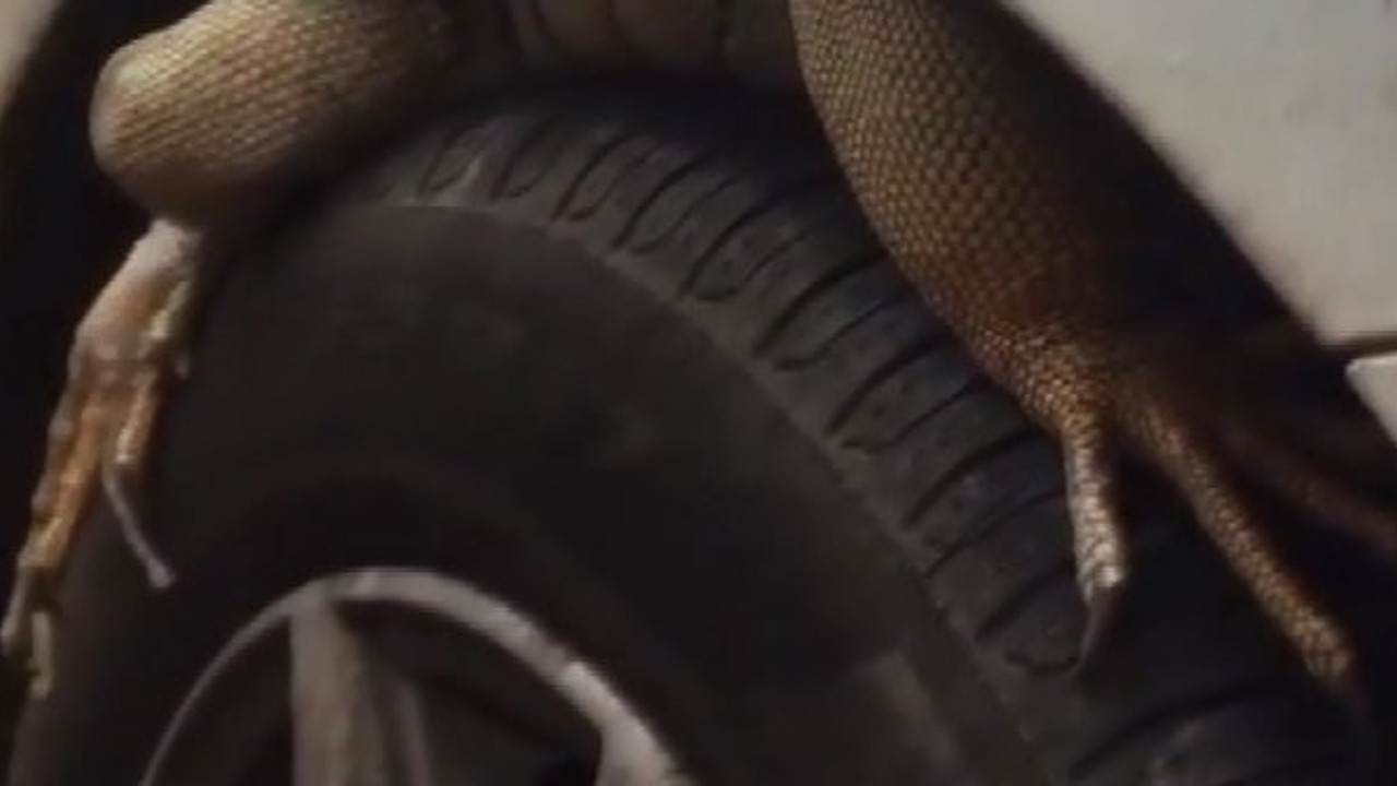 Antalya'da inanılmaz olay. Arabasının lastiği üzerinde pençeyi görünce şaşkına döndü