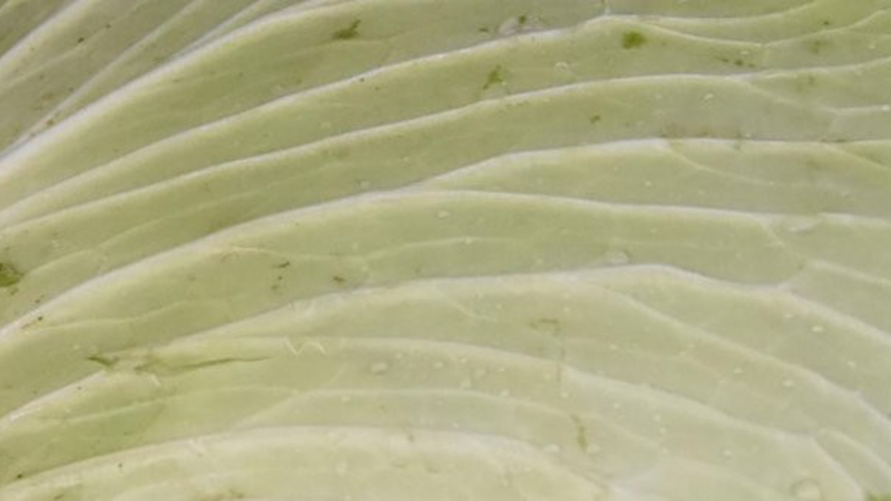 Vücudun tozunu atıyor bağışıklığa zirve yaptırıyor. A, C, K vitaminlerinin deposu