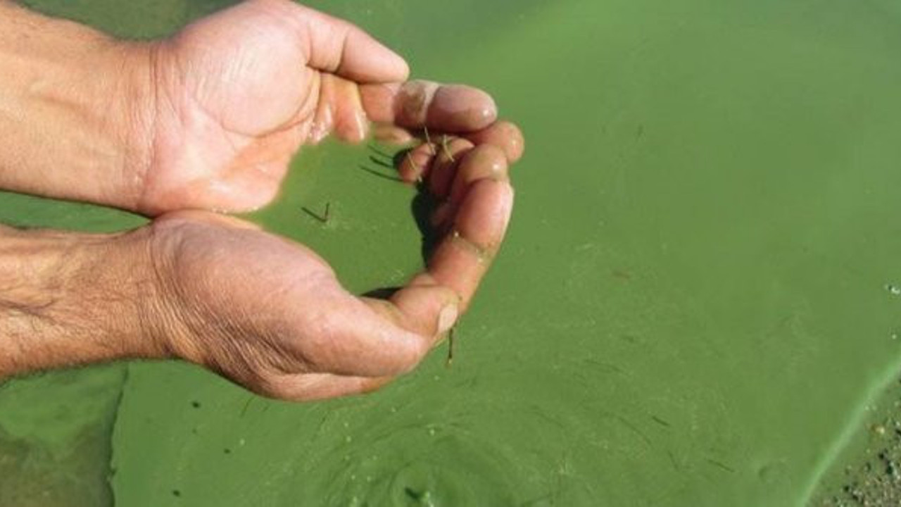 Sulardaki gizli tehlike. Uzmanlar hayvanlar da içmesin dedi.