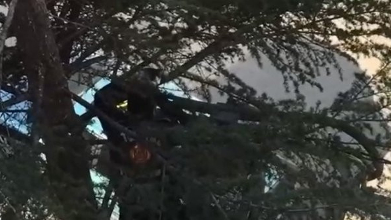 Tokat'ta ağaçta mahsur kalan kedi kurtarıldı