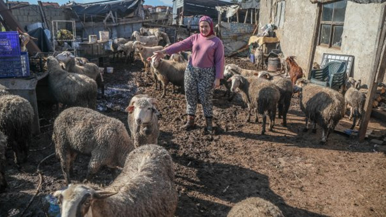 Antalya'da otlayan koyunlar titreyerek yere yığıldı. Feryat eden besici kadın suçladı