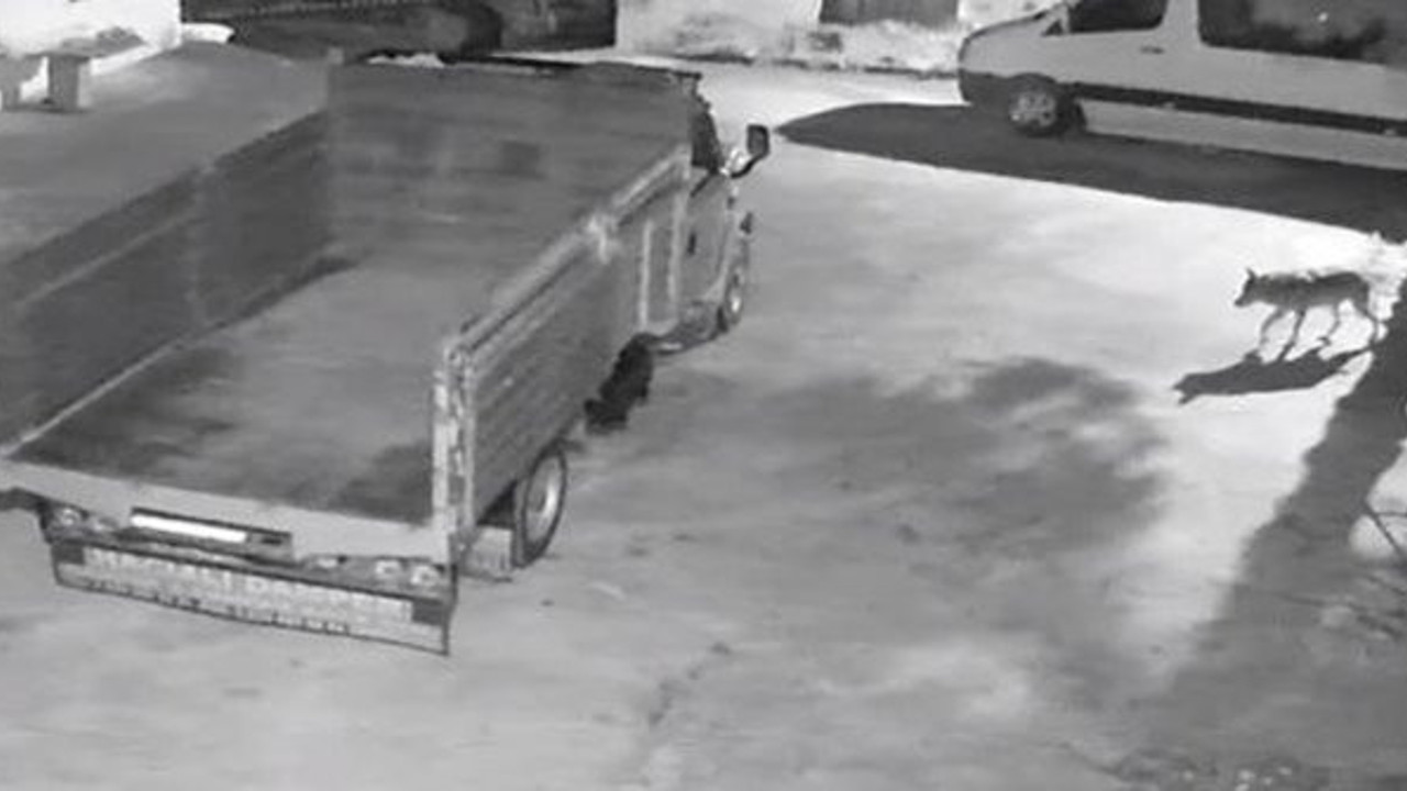 Giresun bu korkuyla çalkalanıyor aç kurtlar evin kapısına kadar yaklaştılar