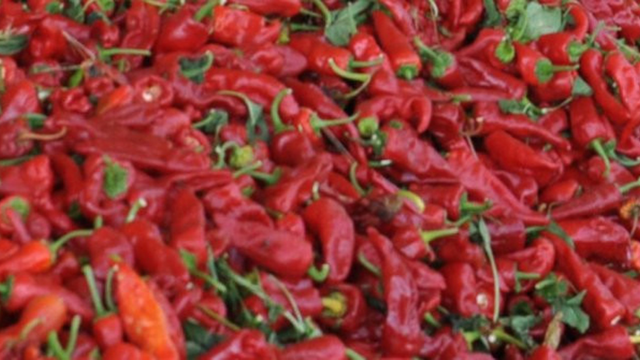 Uzmanlar mutlaka tüketin dedi. Kırmızı altın bağışıklığa pik yaptırıyor