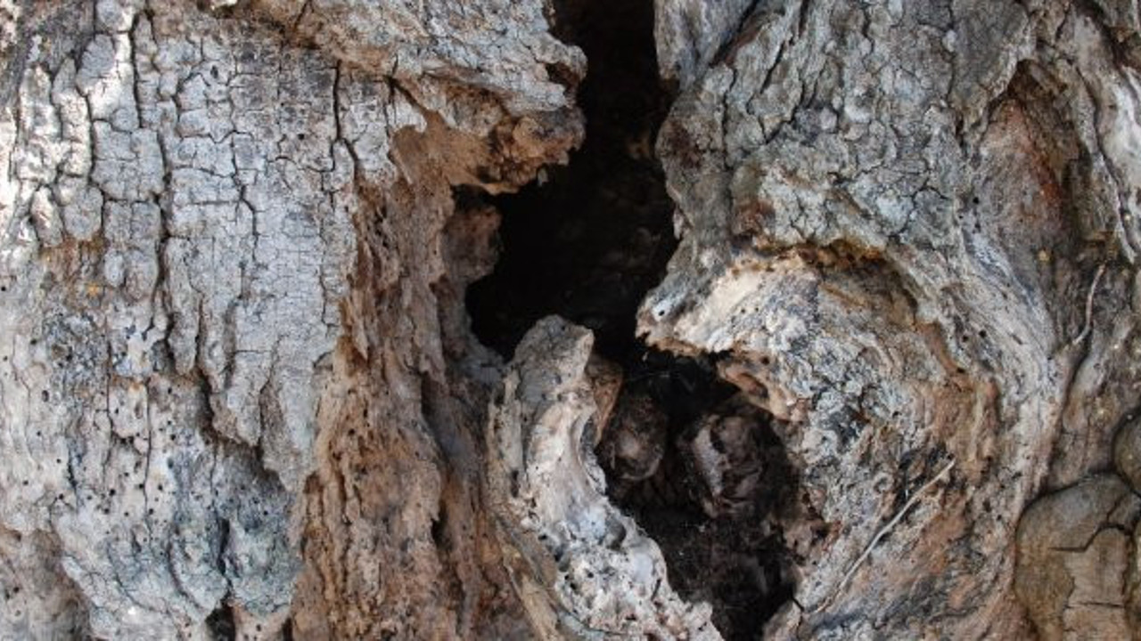Ağaç kovuğuna gizlenmiş halde bulundu. Oraya nasıl girdiğine hayret ettiler