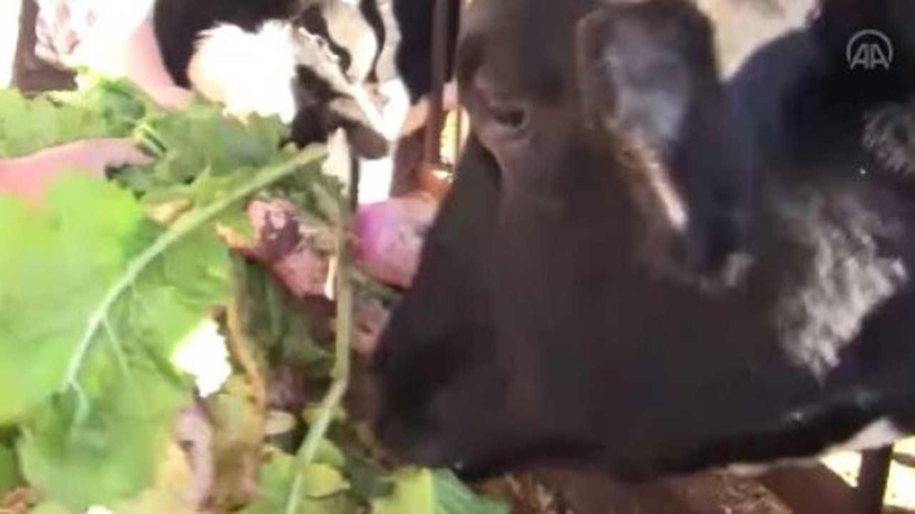 Hayvan şalgamı üretiminde patlama yaşandı. Verimi 4-5 kat artırıyor