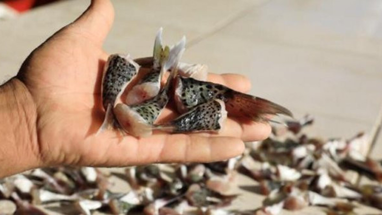 Zehirli balon balığı yiyen bir kişi öldü