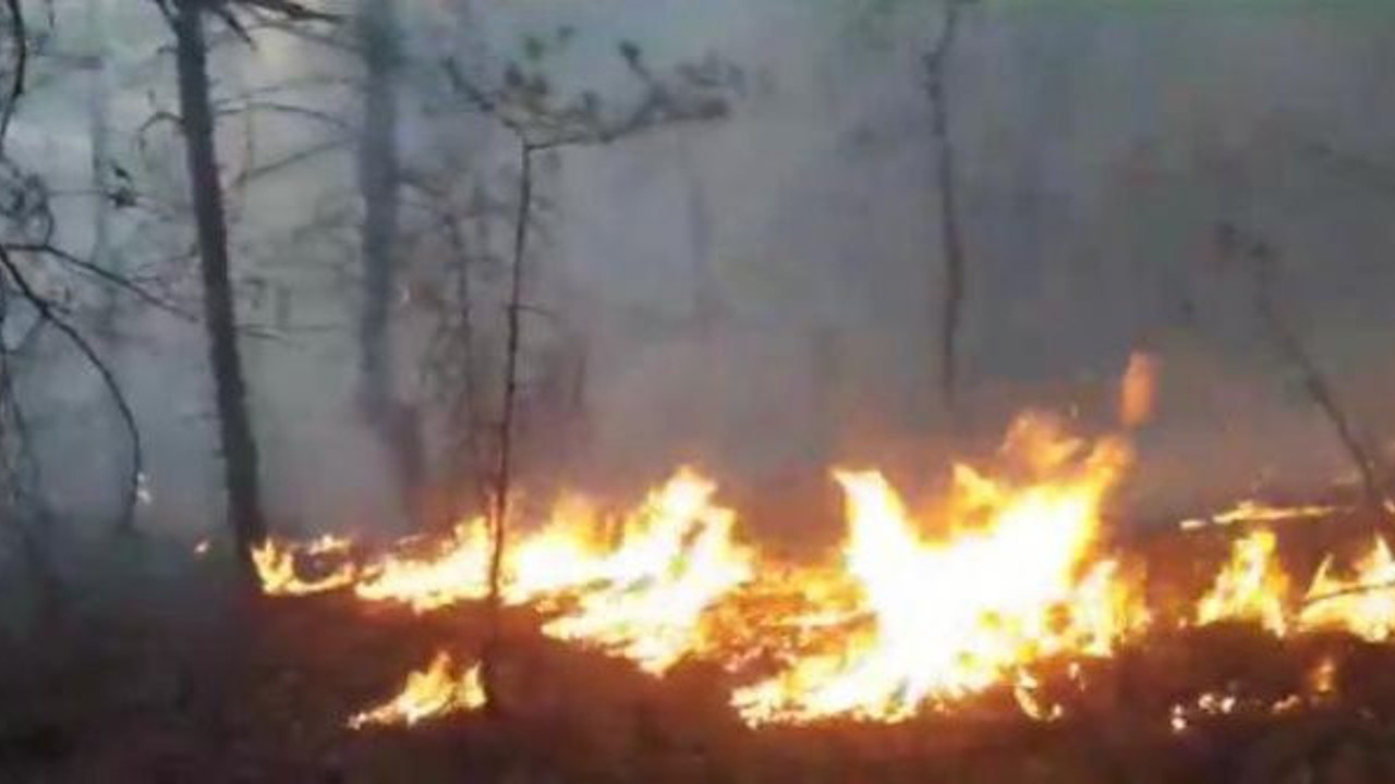 Borçka'da ormanlık alanda başlayan yangın rüzgarın etkisiyle büyüdü