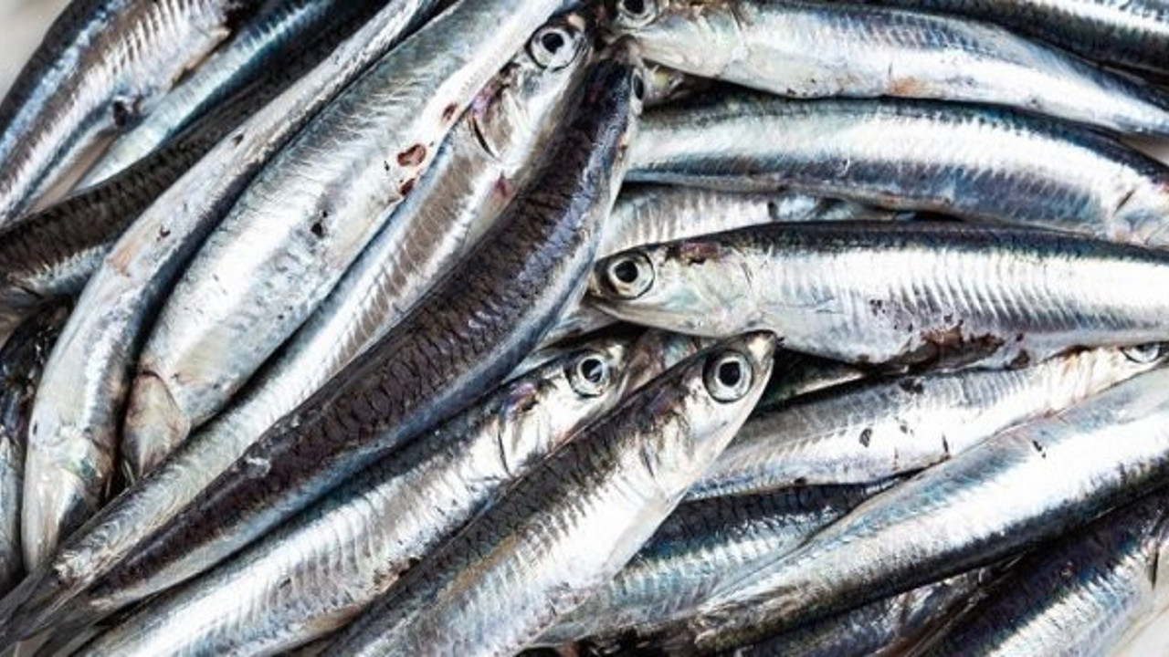 İstanbul Boğazı ve Karadeniz'de Hamsi avı yasaklandı