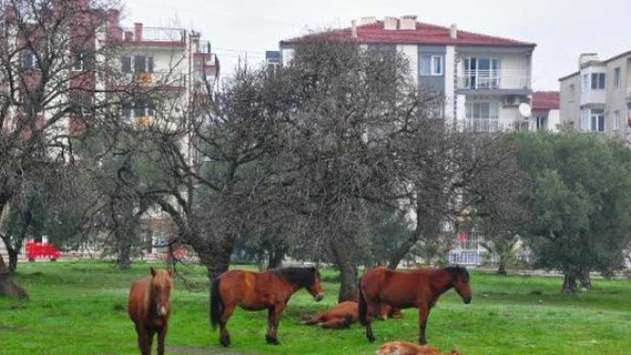 Yılkı atları şehir merkezine indi. Görenler hayrete düştü