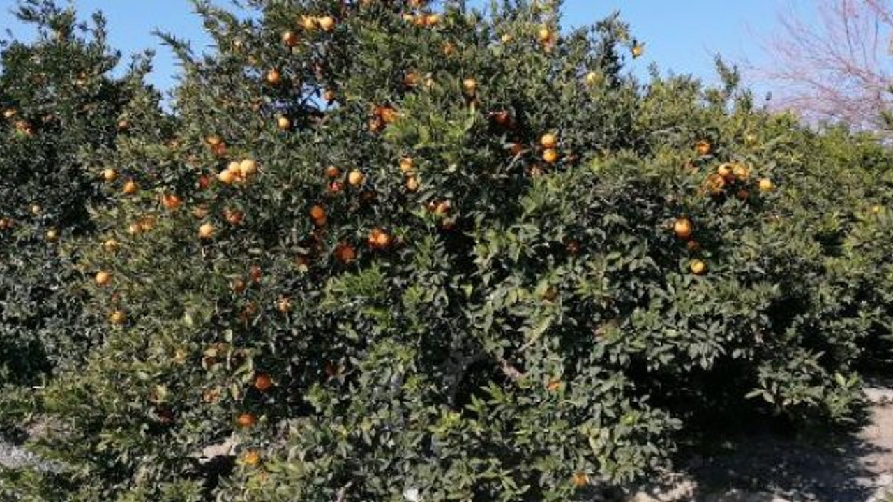 Mevsimler birbirine karıştı. Hatay’da endişe verici bahar görüntüleri