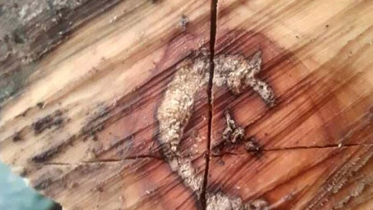 Zonguldak'ta kesilen odunun içinden ay yıldız çıktı