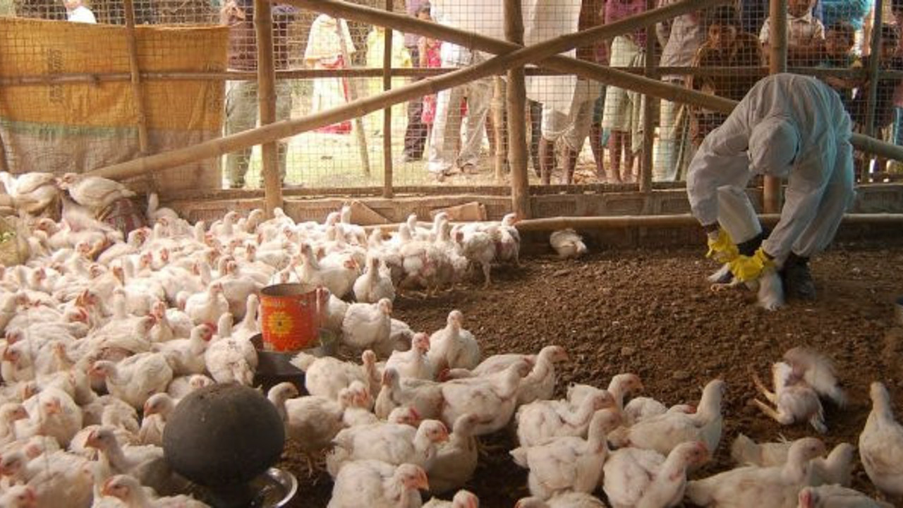 Hindistan'da kuş gribi alarmı