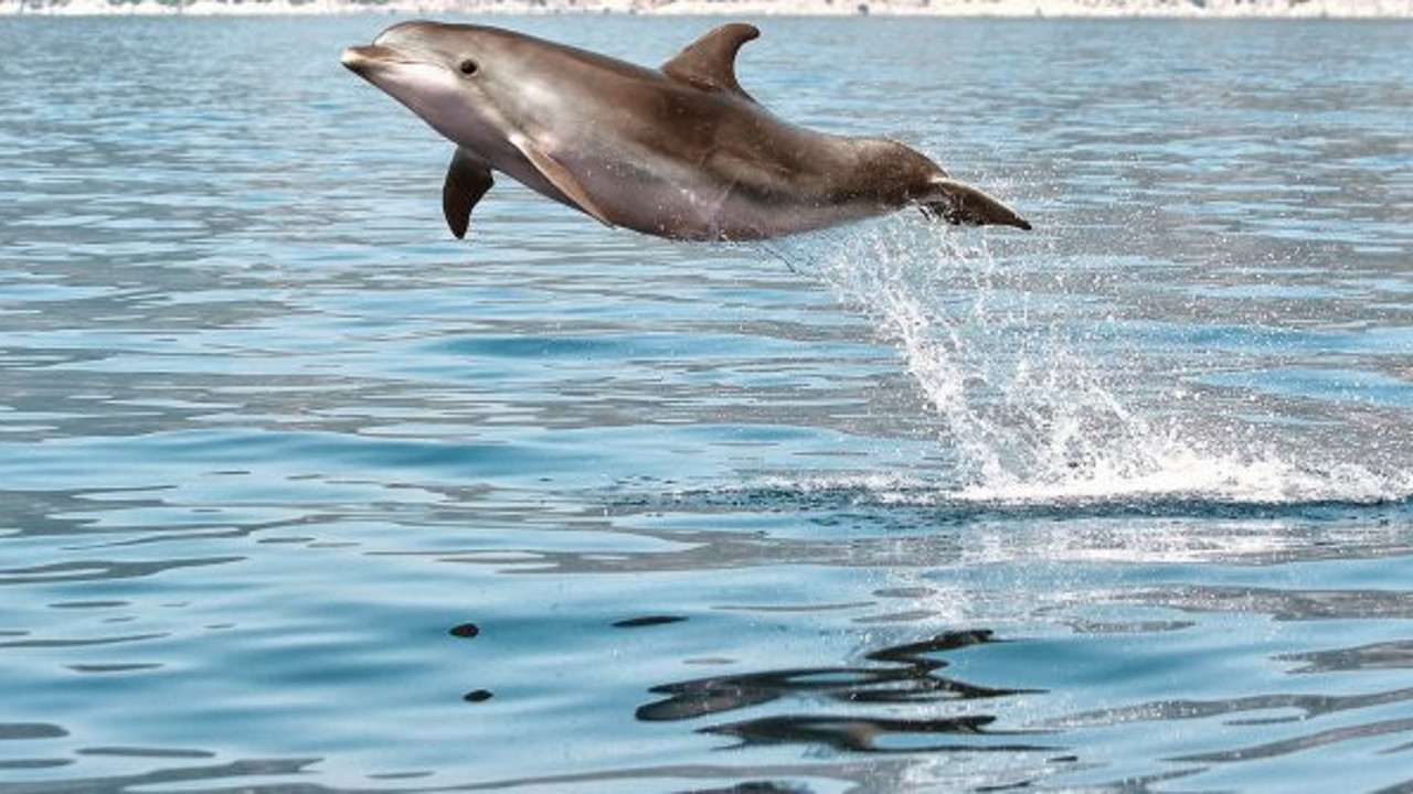 Yunusları öldürecekler. Yaşar Kemal’in Deniz Küstü romanındaki yunus katliamı bir daha mı yaşanacak