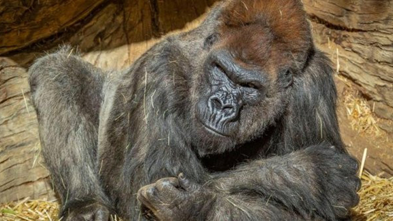 Bilim insanları şaştı kaldı. Gorillerin korona testi pozitif çıktı