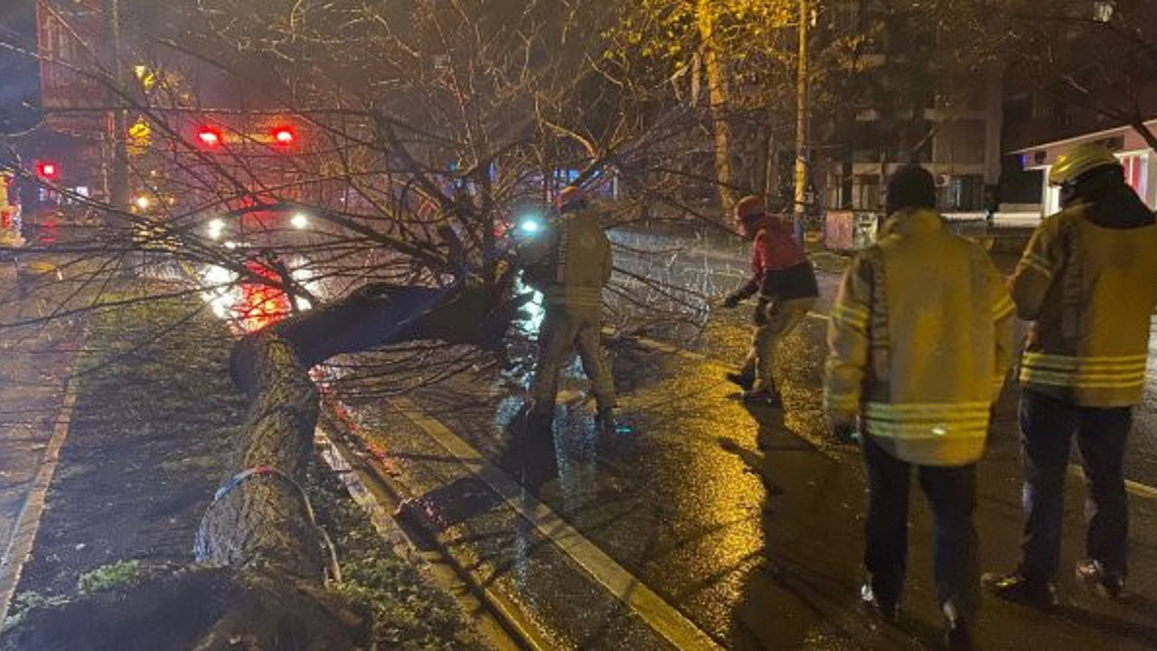 Şiddetli yağış ağaç devirdi