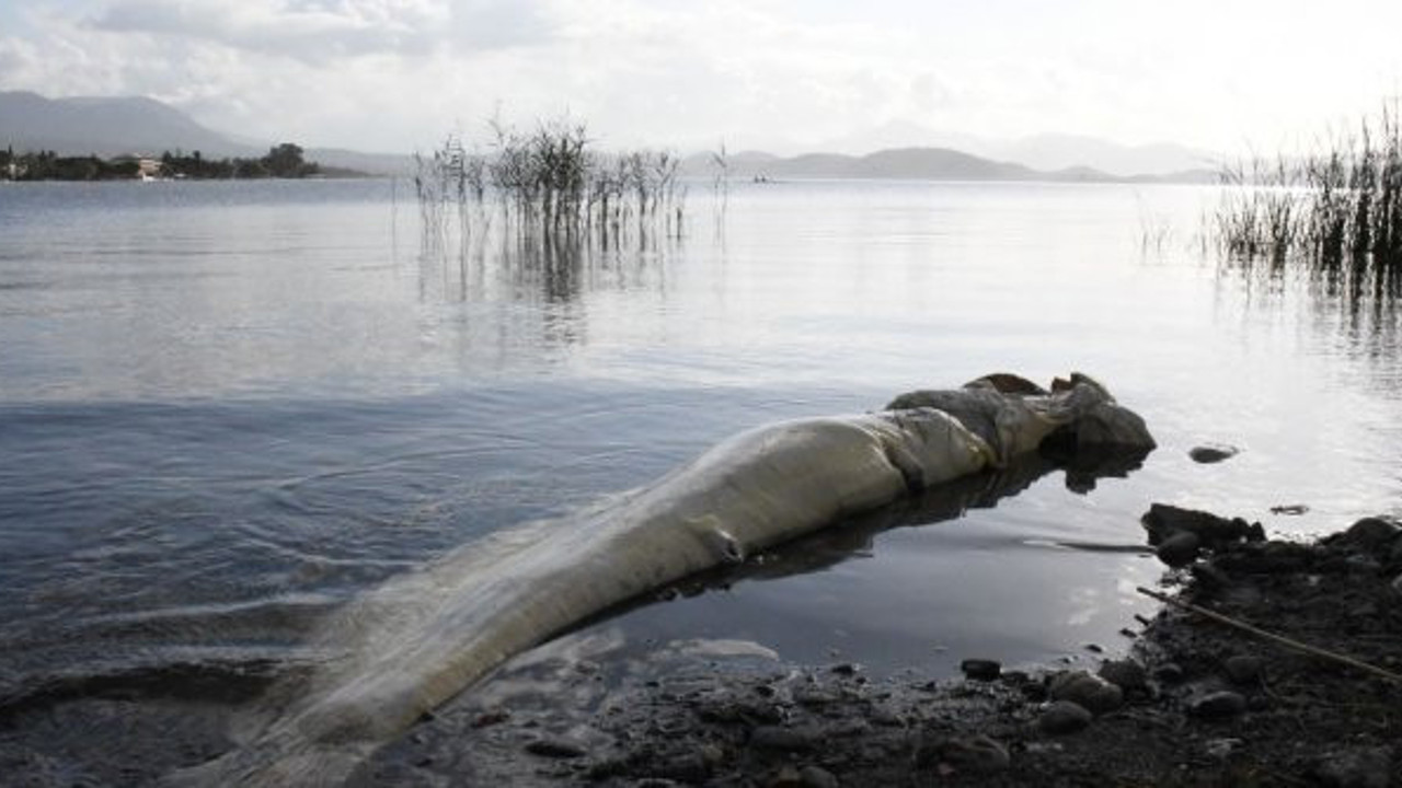 Köyceğiz sahiline vuran dev balık görenleri şaşırttı