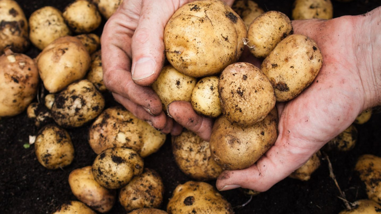 Bu şekildeyse sakın tüketmeyin. Yılan gibi zehir saçıyorlar