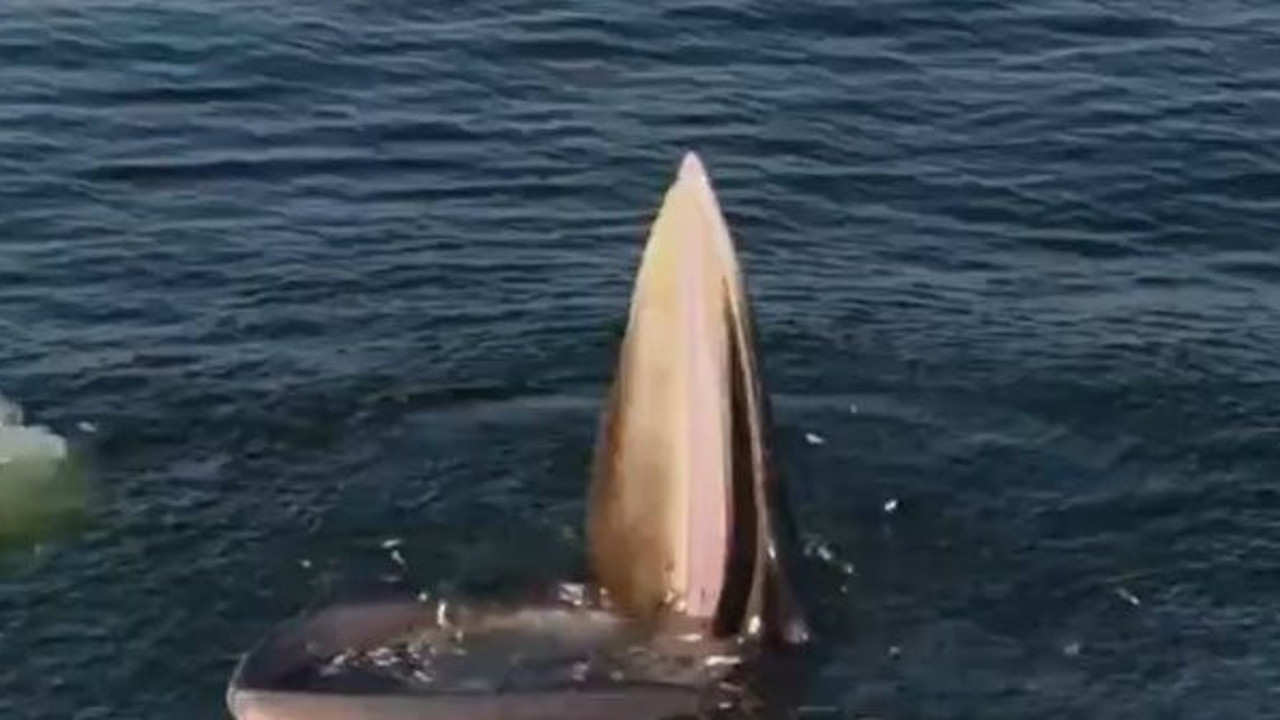 Böylesi ilk defa görüldü. Hemen arkasında bulunan daha tehlikeliydi