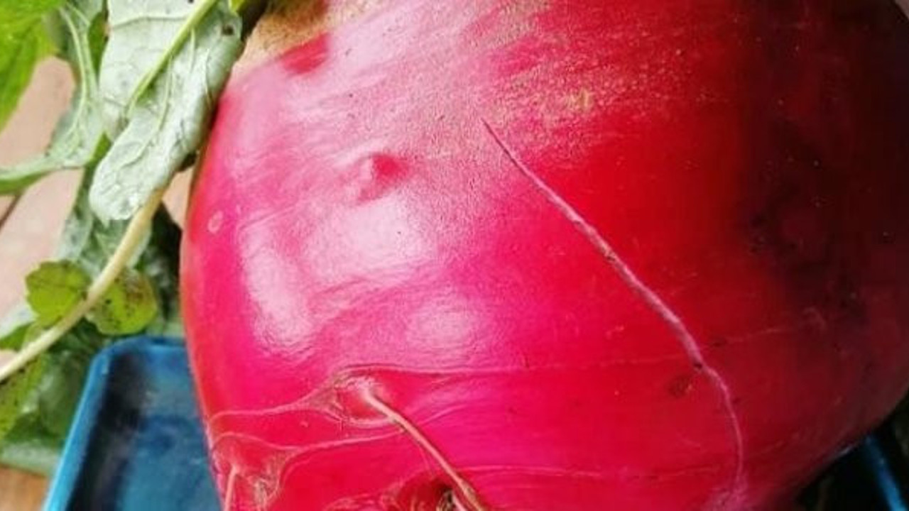 Elini atan taşımakta zorlanıyor. Tam 6,5 kilo ağırlığında. Görenler şaşırıp kalıyor