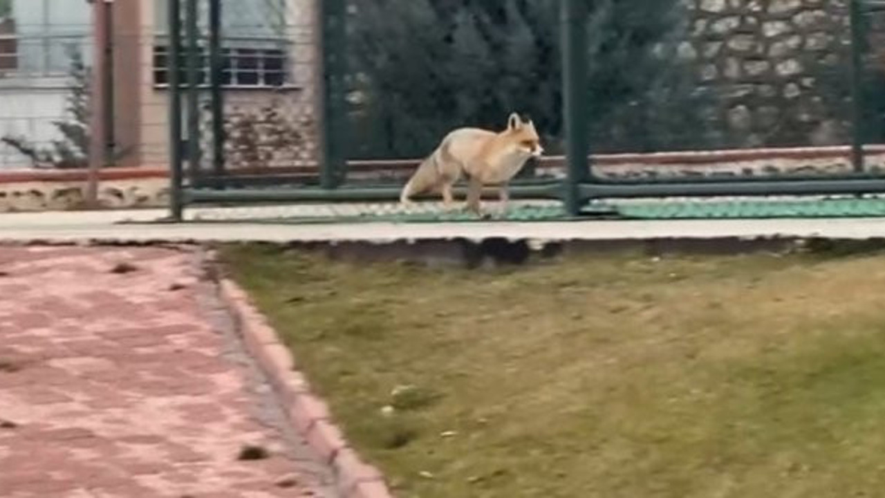 Elazığ'da bir anda ortaya çıktı. Saniyeler içinde gözden kayboldu