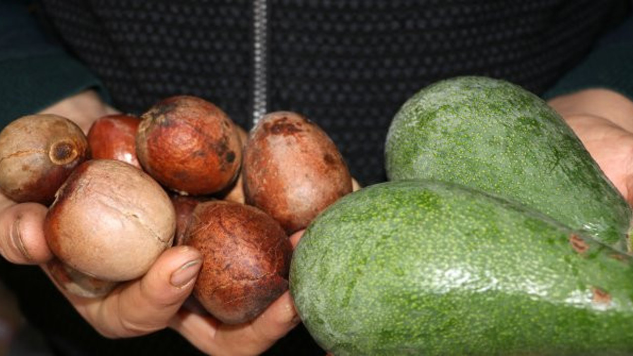 Paranın geçmediği merket. Çöpe atılan meyve çekirdeği paraya dönüşüyor