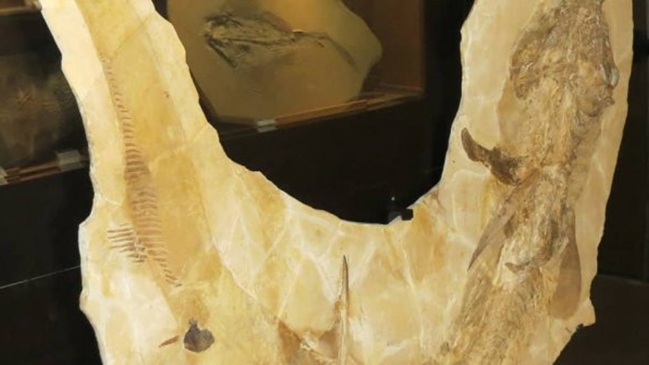 Tam 150 milyon yıllık 3 metre boyutunda. Keşif ekibi hayretler içerisinde kaldı