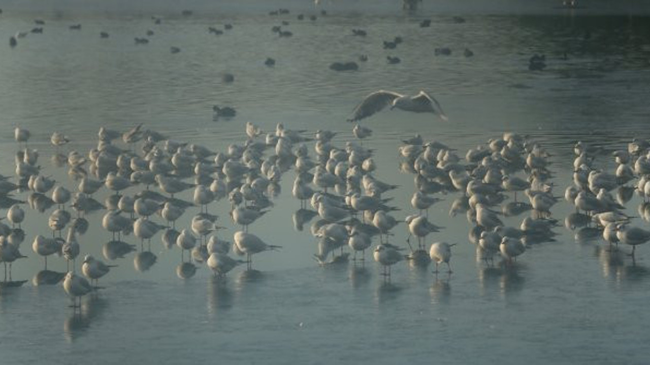 Gölet buz tuttu müdavimleri buzlu suda avlanmaya çalıştı