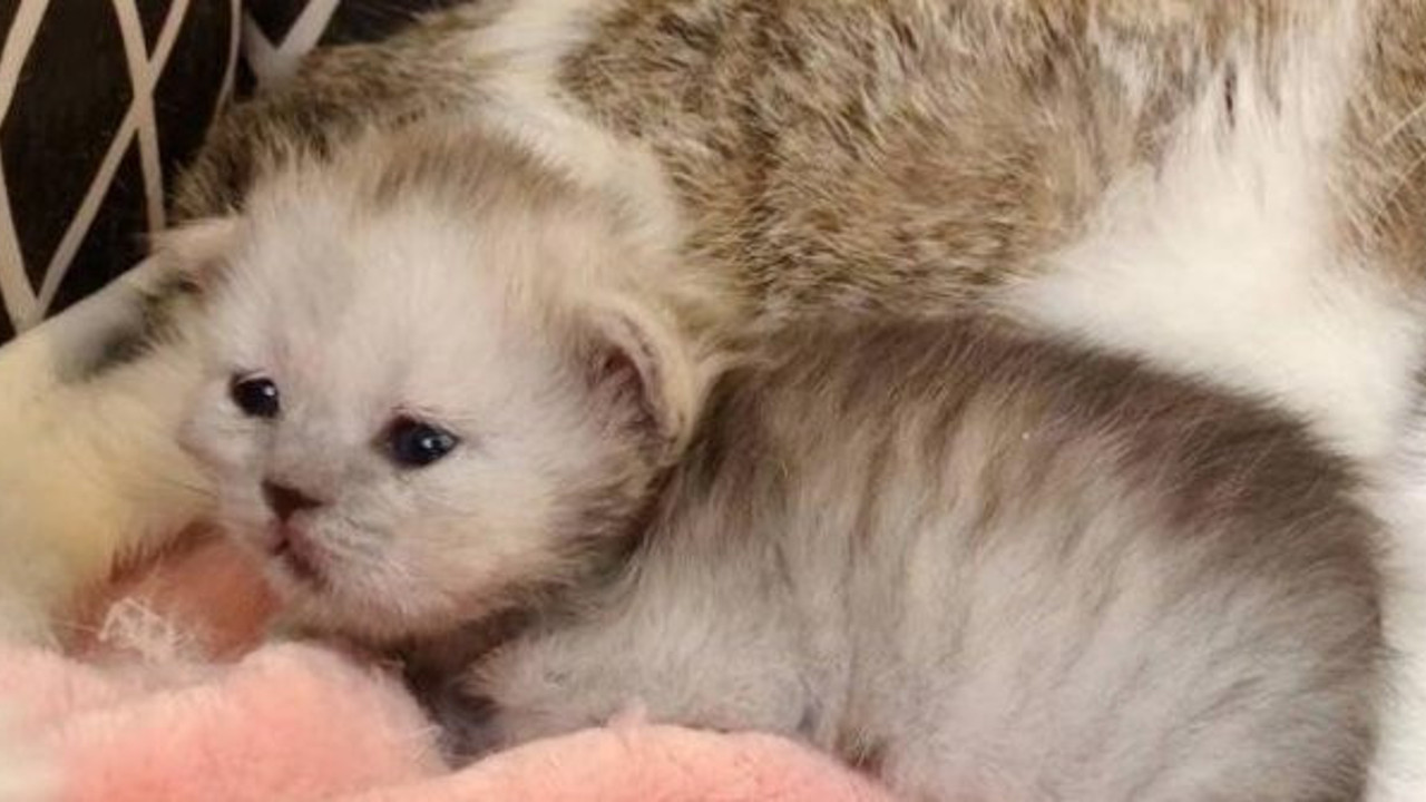 Çin’de bir ilk gerçekleşti. Nükleer transfer yöntemiyle orman kedisi klanlandı