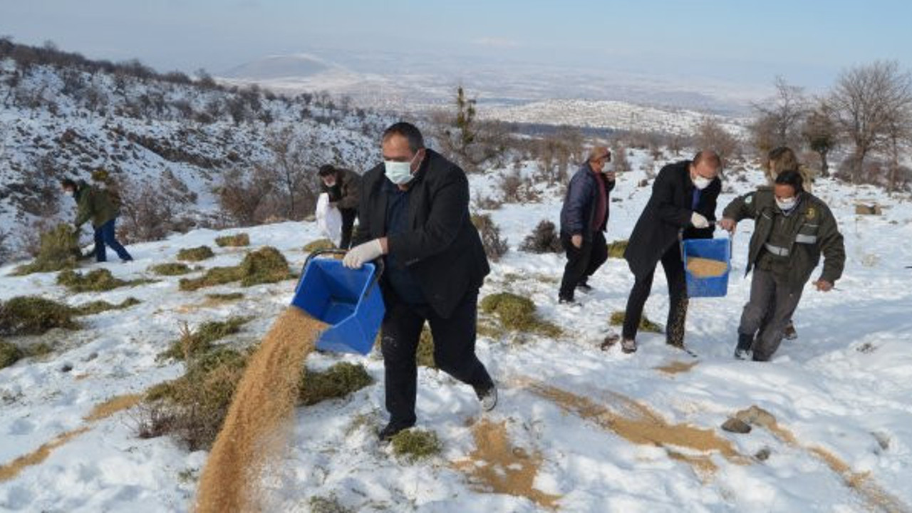 Aksaray'da yoğun kar yağışı sebebiyle yaban hayvanlarına yem dağıtıldı