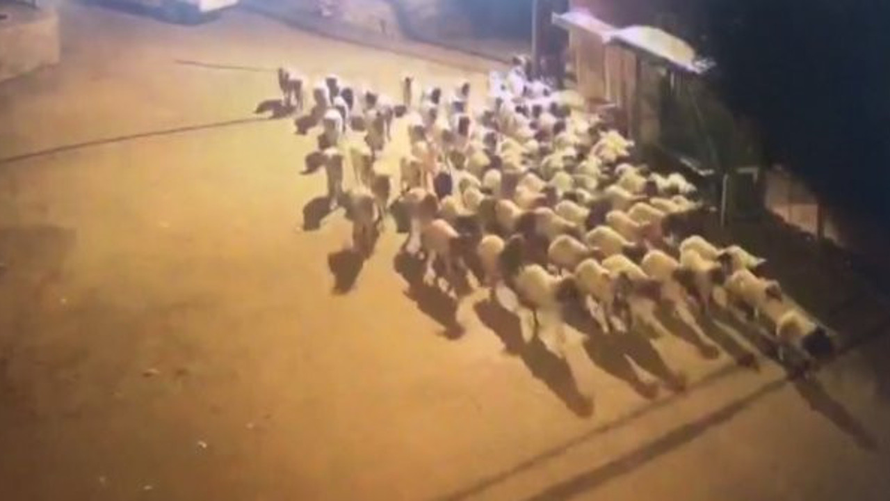 Mersin bu olayı konuşuyor. Çalınan 97 koyunu polis tezekten buldu