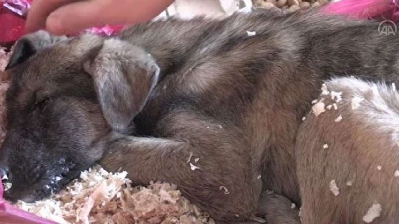 Bolu’da donmak üzereyken buldu. 7 saat boyunca saç kurutma makinesiyle ısıttı