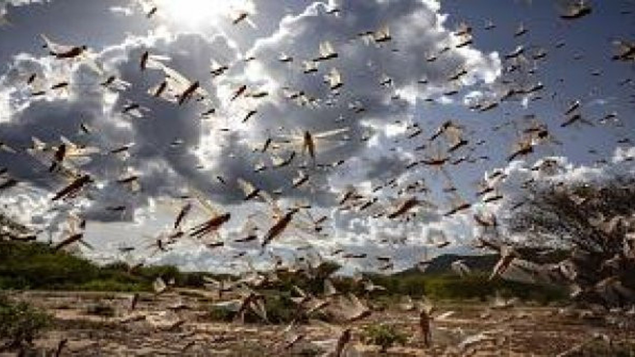 Bir günde 35 bin kişilik gıda tüketiyorlar. 45 ilçenin 15’ini istila ettiler günde 150 kilometre yol gidiyorlar