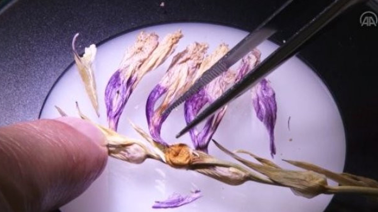 Bolu Aladağlar’da keşfedildi. Dünyada başka hiçbir yerde yetişmiyor