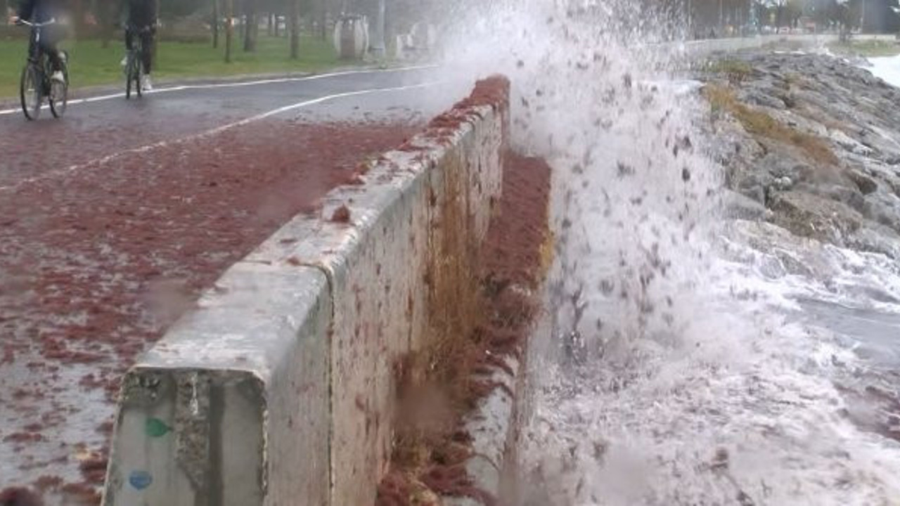 Hayırdır inşallah. Yağmurdan sonra denizin altından geldi
