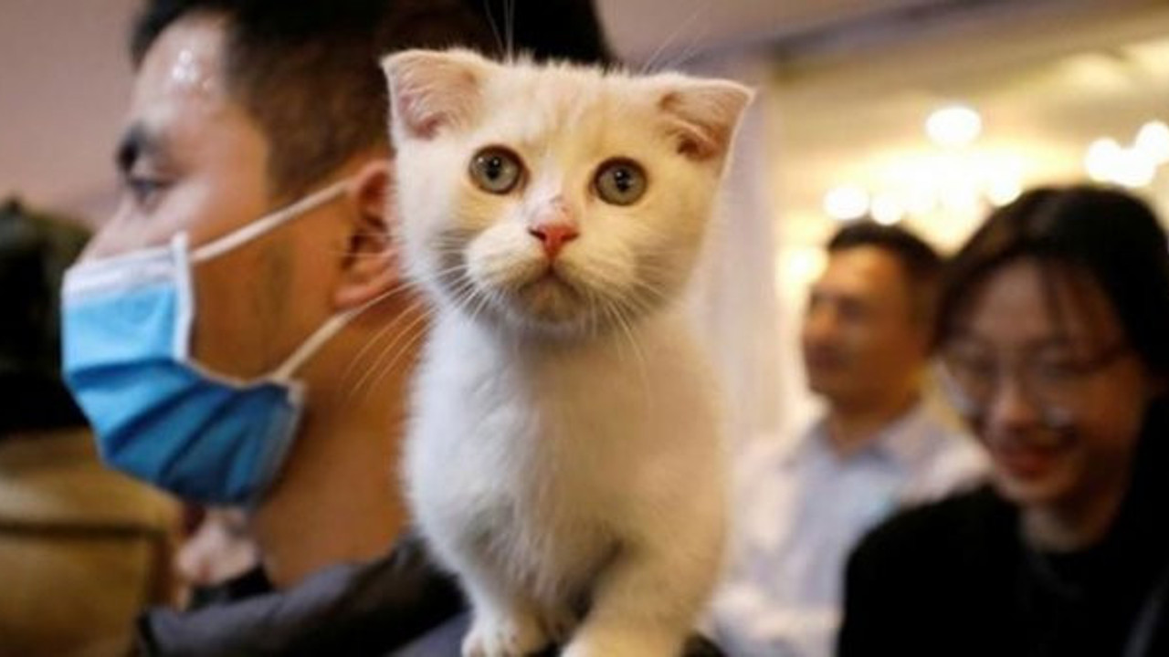 Güney Kore'de kedinin korona testi pozitif çıktı