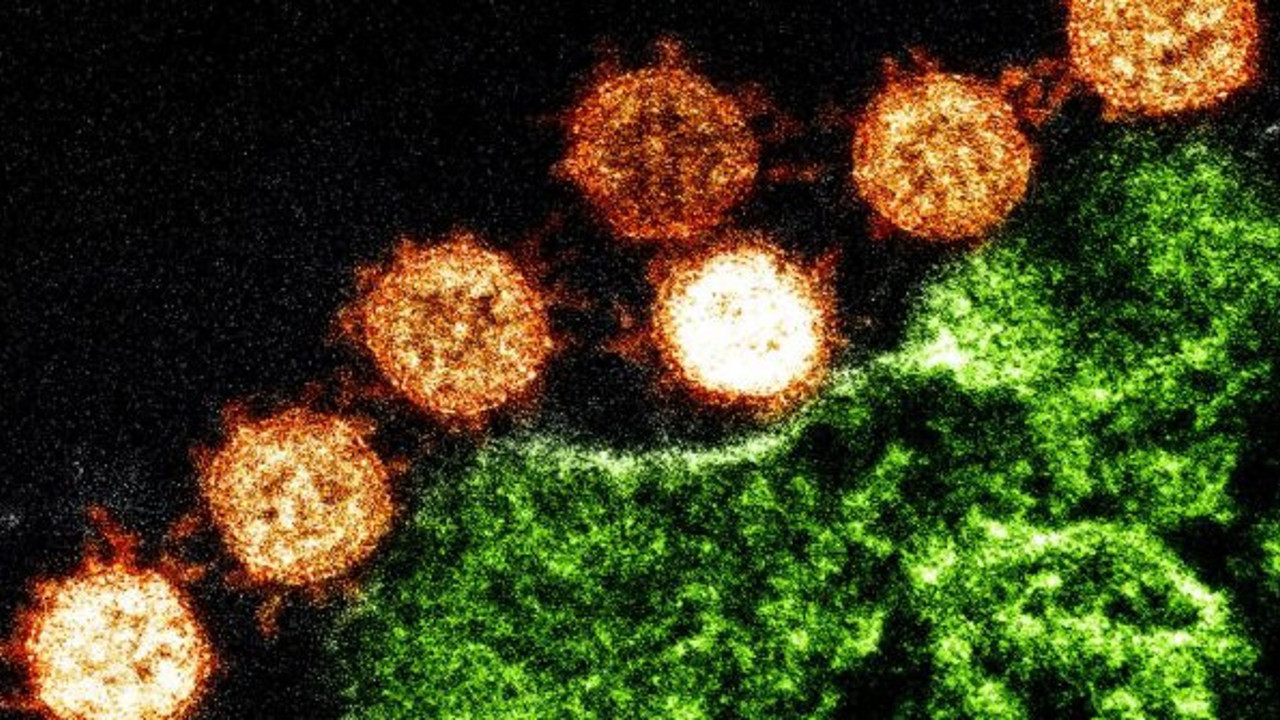 Bilim insanları aman dikkat diyerek açıkladı. Hepimiz içli dışlıydık meğer onlar da korona virüslüymüş