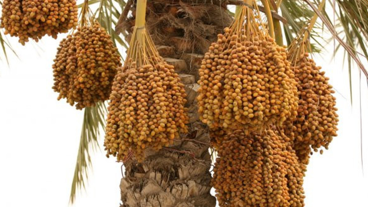 Hurma, bal, zeytin, sirke kanseri önlüyor hastalıkları mikser gibi parçalıyor