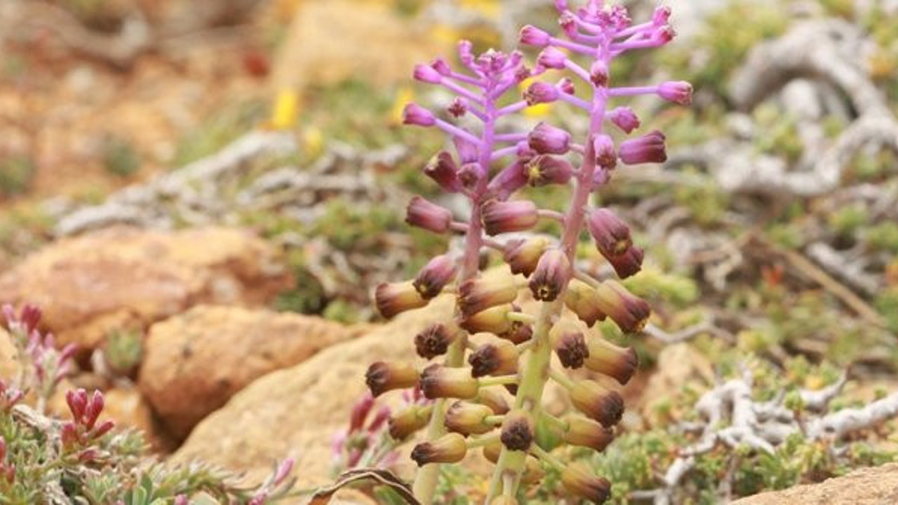 Muğla’da yeni bir sümbül türü keşfedildi. 30’a yakını sadece bu dağda yetişiyor