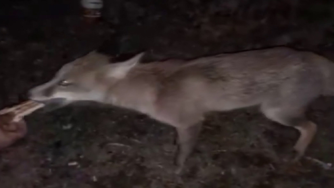 Sivas'taki polisler şaşırdı. Aç kalan tilkiler karakola geldi