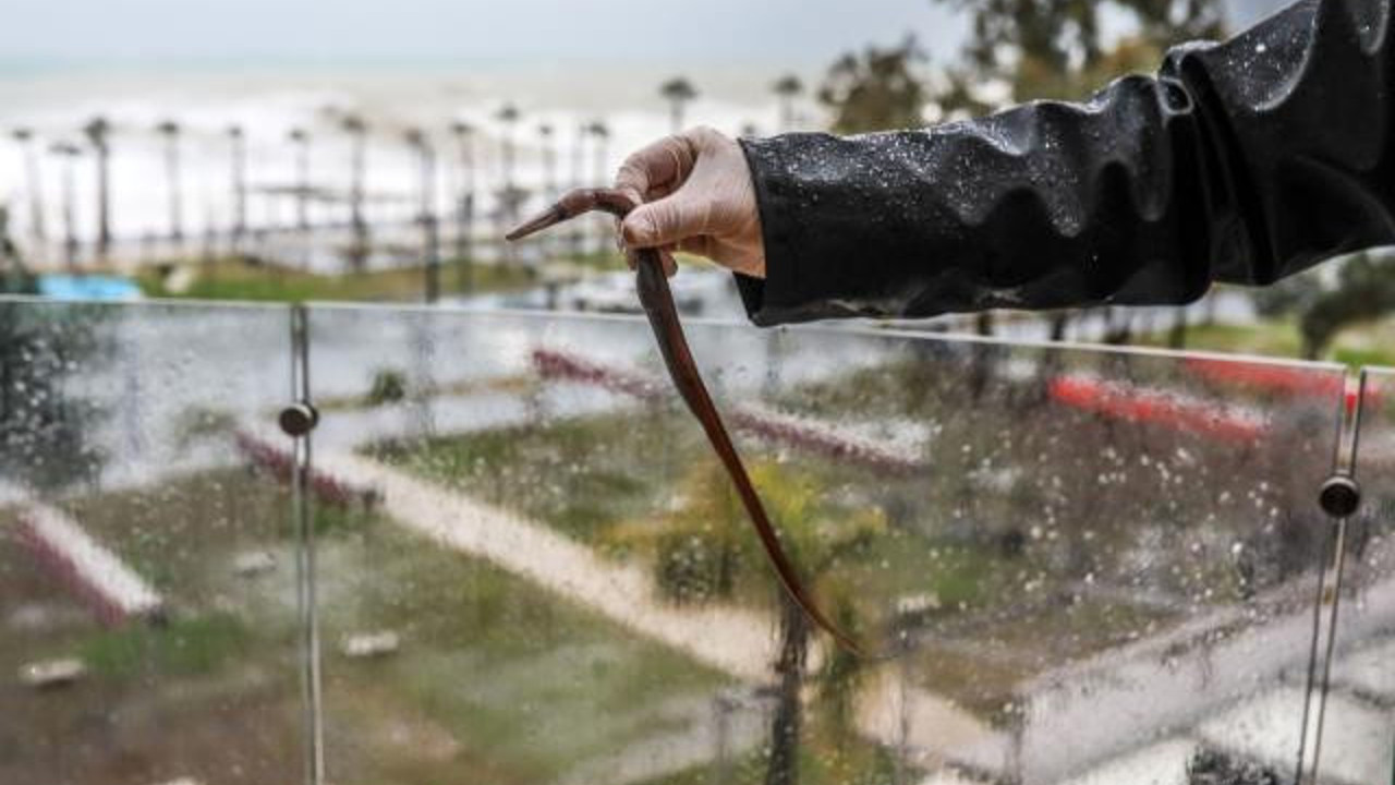 Balkona çıkanlar şok oldu. Antalya'da fırtına balıkları 300 metreki siteye fırlattı