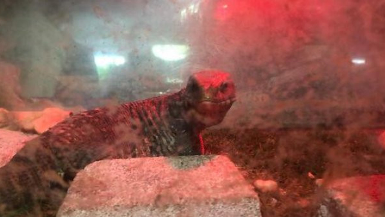 İstanbul'da yabani hayvan operasyonu